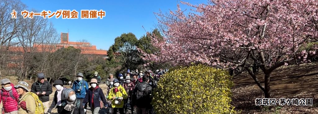 茅ケ崎の河津桜